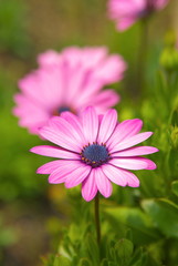 Fototapeta premium マーガレット