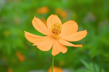 キバナコスモス