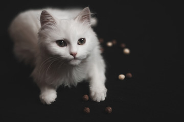 White cat lying on a black background. Isolated