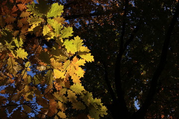 Autumn oak leaves blue sky background