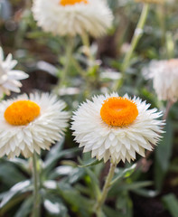 helichrysum