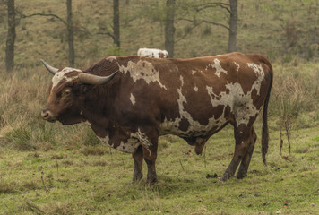 Fototapeta premium Cows and bulls on morning meadow