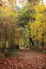 Beautiful romantic alley in a park with colorful trees and sunlight. autumn natural background