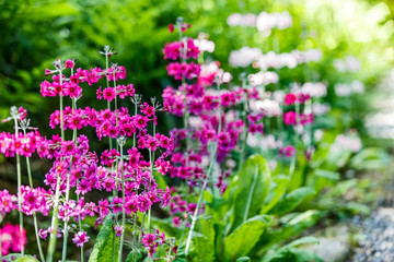 Small purple flowers