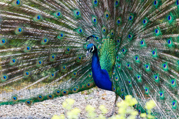 Obraz premium Beautiful peacock with colorful feathers
