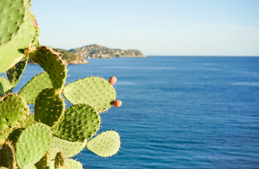 Fototapeta na wymiar Prickly pear cactus with sardinia's sea view in background 