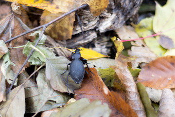 Ladybug on the autumn leaves