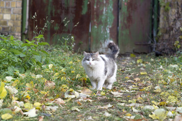 Fototapeta premium Domestic cat 