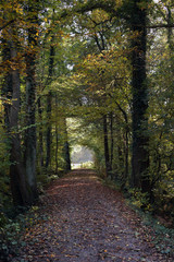 Beautiful romantic alley in a park with colorful trees and sunlight. autumn natural background