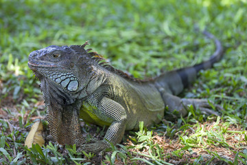 Large iguana in Bali, Indonesia