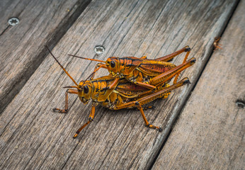 Two Grasshopper