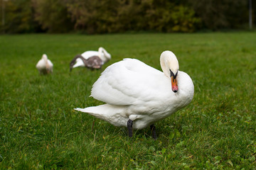 White swans grazing in a meadow.