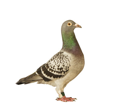 full body side view of speed racing pigeon bird isolated white b
