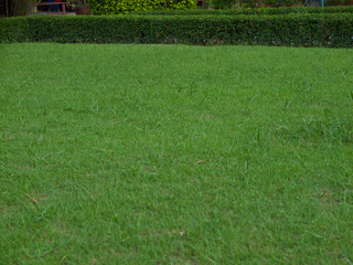 green lawn