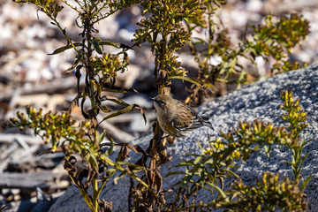 Wildlife