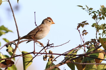 White-crowned Sparrow