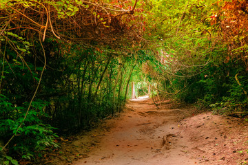 Fantasy jungle forest in surreal autumn colors with tunnel and path way through tropical trees. Concept landscape for mysterious nature background