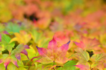 Pink leaves