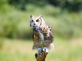Great Horned Owl