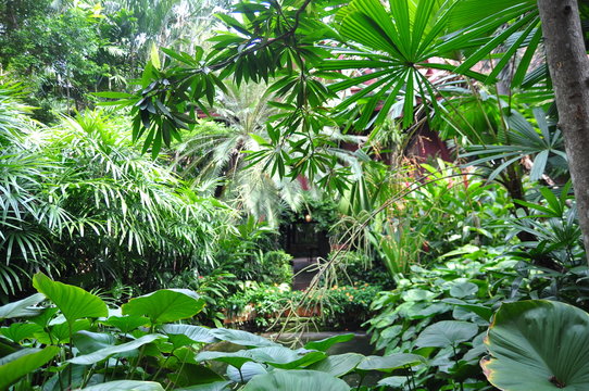 Fototapeta Green tropical garden in asia