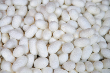 Fototapeta na wymiar White cocoons of silkworm for making silk in asia