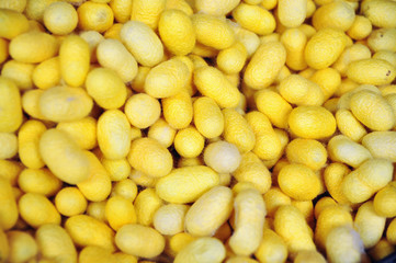 Yellow cocoons of silkworm for making silk in asia