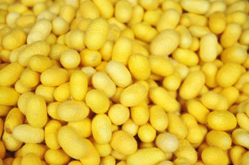 Yellow cocoons of silkworm for making silk in asia