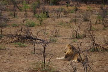 Big Male lion settles down for a rest in South Africa.