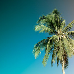 coconut palm tree vintage tone