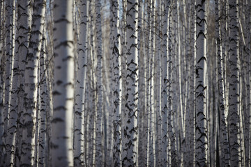 Obraz premium Białe pnie brzozowego drewna