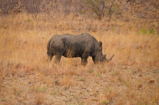 Rhinoceros in nature, Pilanesberg National Park,South Africa.