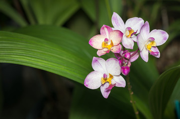 White and pink Spathoglottis orchid flower