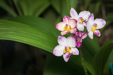 Zelfklevend Fotobehang White and pink Spathoglottis orchid flower © kwanchaichaiudom