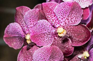 Fototapeta na wymiar closed up of big vanda orchid flower