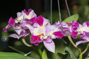 Hybrid pink cattleya orchid flower