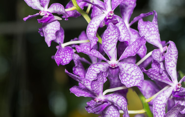 Hybrid purple  dendrobium orchid