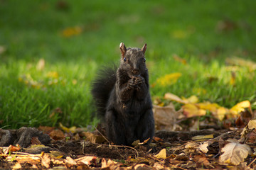 Fototapeta na wymiar Black Squirrel eating 