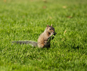 Red Squirrel eating 