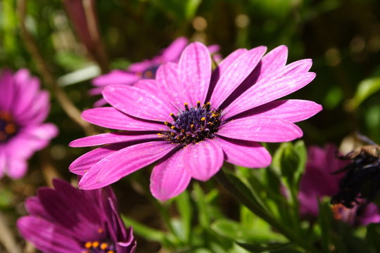 Purple Daisy, Osteospermum, African Daisy