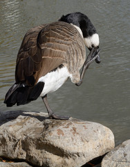 Canada Goose scratching itch while perched on rock with one foot