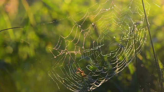 Spider web with raindrops at sunset, beautiful bokeh