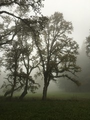 Oak in the Fog