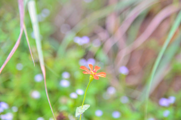 Zinnia flowers garden on green nature background.