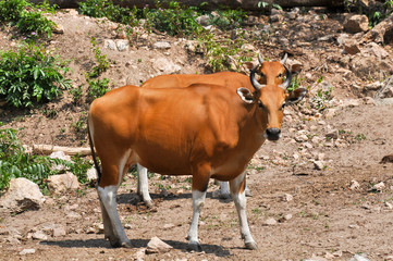 Cows in their natural habitat 