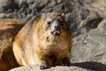 Rock Hyrax (Procavia capensis)