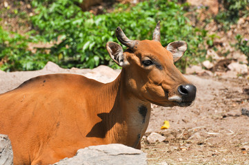 Cows in their natural habitat 
