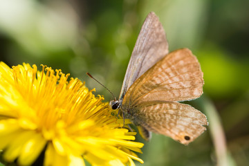 ウラナミシジミ
