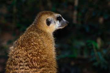 Meerkat (Suricata suricatta)