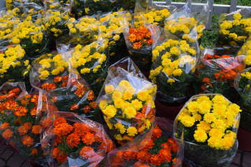 flower daisy for sale