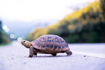 Turtle crawling on the floor